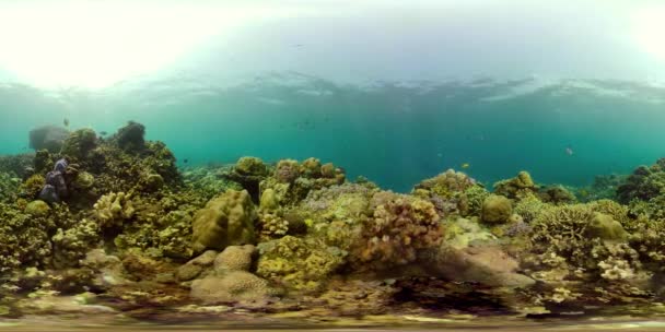 Barriera Corallina Pesci Tropicali Vr360 Mondo Subacqueo Con Coralli Molti — Video Stock