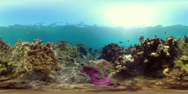 Barriera corallina e pesci tropicali vr360 — Video Stock