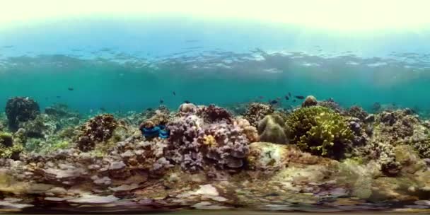 Arrecife de coral y peces tropicales vr360 — Vídeo de stock