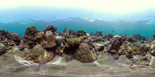 Arrecife de coral y peces tropicales vr360 — Vídeo de stock