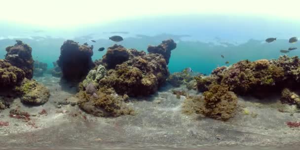 Arrecife de coral y peces tropicales vr360 — Vídeo de stock