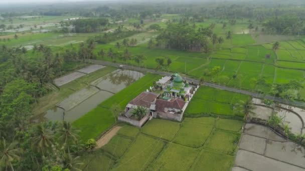 Мечеть среди рисовых полей Java Indonesia — стоковое видео