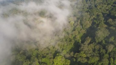 Tropikal manzara yağmur ormanları ve dağlar