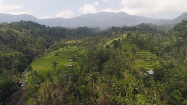 Rijstterrassen in Indonesië — Stockvideo