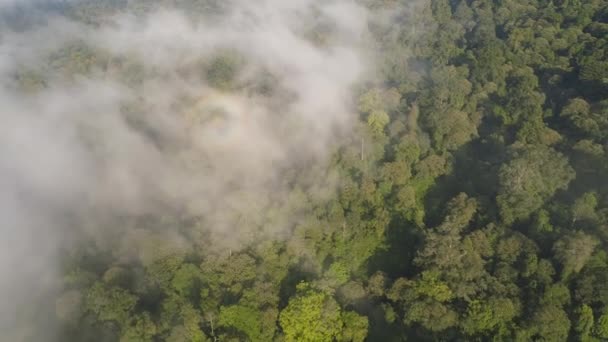 Paisaje tropical selva tropical y montañas — Vídeos de Stock