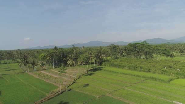 Tarasy ryżowe i grunty rolne w Indonezji — Wideo stockowe