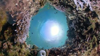 Mercan resifi ve tropikal balıklar