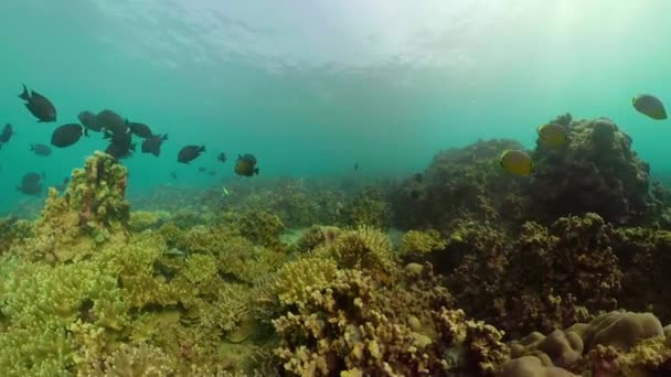 Arrecife de coral y peces tropicales — Vídeos de Stock