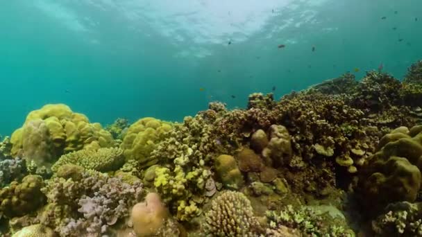 Recifes de coral e peixes tropicais — Vídeo de Stock