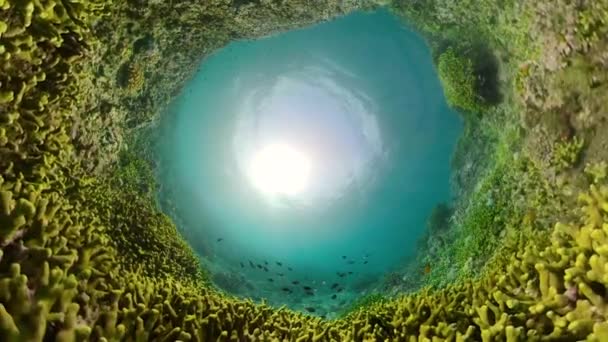 Arrecife de coral y peces tropicales — Vídeo de stock