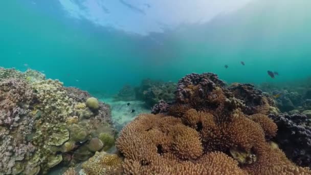 Recifes de coral e peixes tropicais — Vídeo de Stock