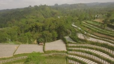 Dağlardaki tarım arazileri pirinç terasları, ekinli tarlalar, ağaçlar. Endonezya 'nın Java Dağı' ndaki hava manzaralı tarım arazileri. tropikal manzara