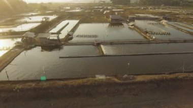 Endonezya 'da karides yetiştiriciliği