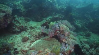 Mercan ve tropikal balık. Filipinler, Mindoro.