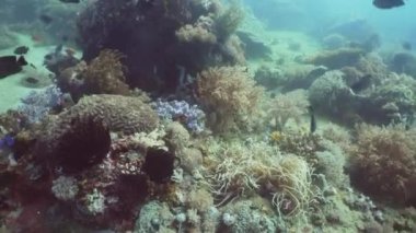 Mercan ve tropikal balık. Filipinler, Mindoro.