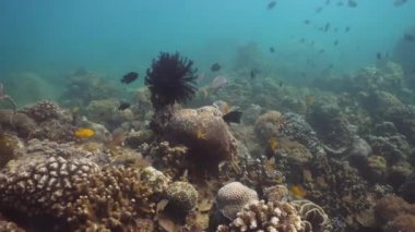 Mercan ve tropikal balık. Filipinler, Mindoro.