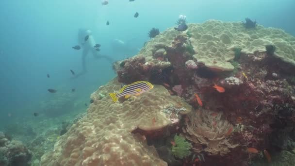 Recifes de coral e peixes tropicais. Filipinas, Mindoro . — Vídeo de Stock