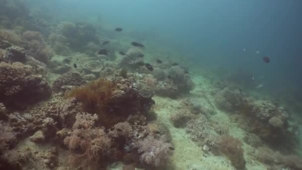 Arrecife de coral y peces tropicales. Filipinas, Mindoro . — Vídeo de stock