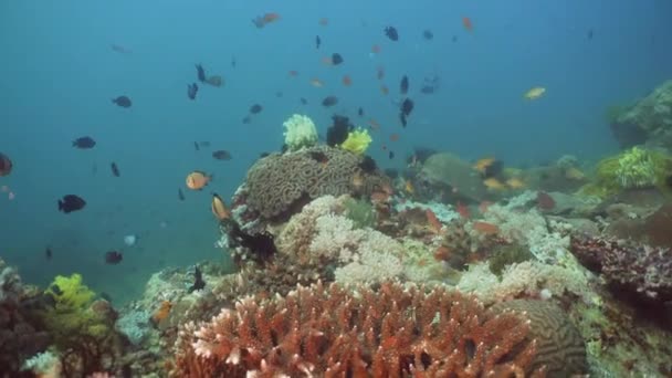 Coral reef and tropical fish. Philippines, Mindoro. — Stock Video