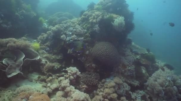 Korallzátonyokat és a trópusi halak. Fülöp-szigetek, Mindoro. — Stock videók