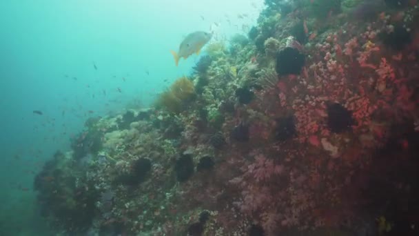 Коралових рифів і тропічних риб. Філіппіни, Міндоро. — стокове відео
