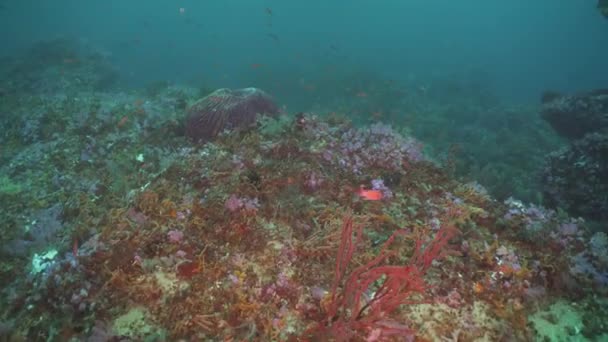 珊瑚礁潜水时的热带鱼类 美丽的水下世界与珊瑚和热带鱼类 坚硬而柔软的珊瑚 菲律宾 — 图库视频影像