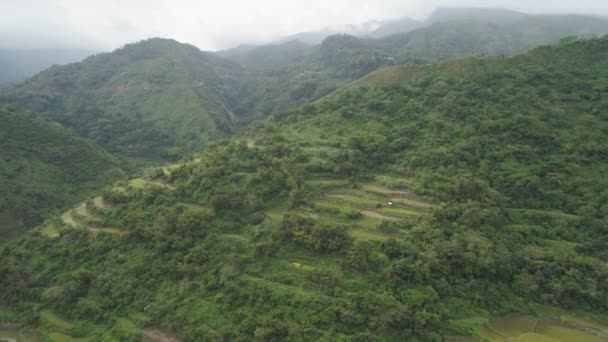 Terrazas de arroz en las montañas. — Vídeo de stock