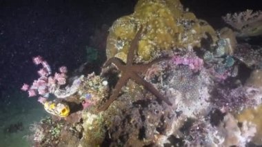 Deniz yıldızı mercan üzerinde. Filipinler, Mindoro.