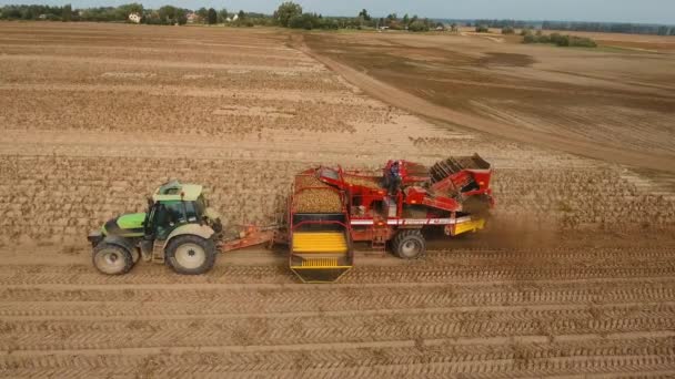 Colheita de batatas no campo — Vídeo de Stock