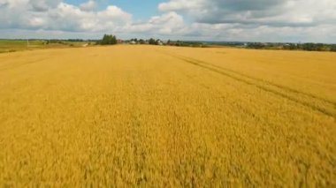 Altın buğday alan hava görünümünü. Hava video.