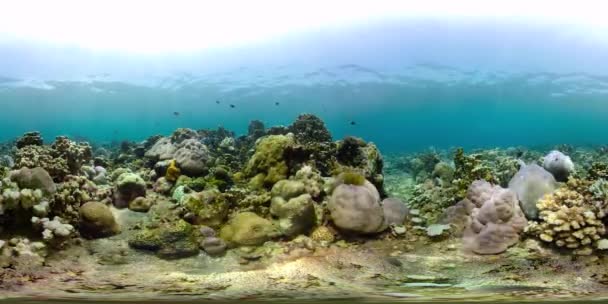 Recifes de coral e peixes tropicais vr360 — Vídeo de Stock