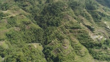 Dağlarda pirinç terasları. Filipinler, Batad, Banaue.