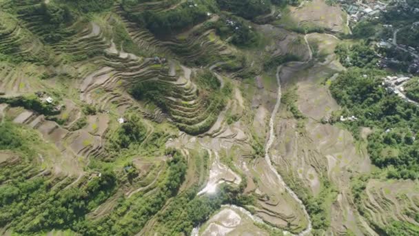 Risterrasser i bergen. Filippinerna, Batad, Banaue. — Stockvideo