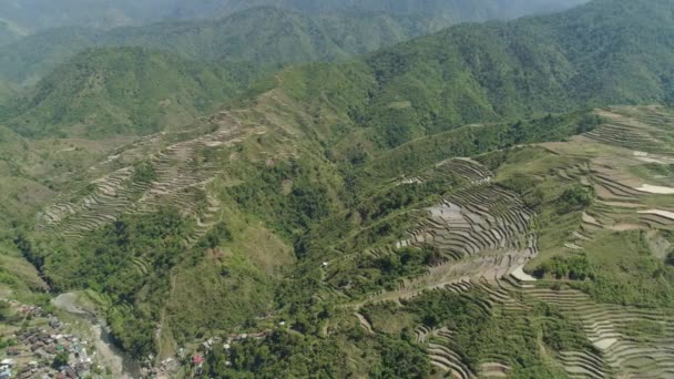 Terrasses de riz dans les montagnes. — Video