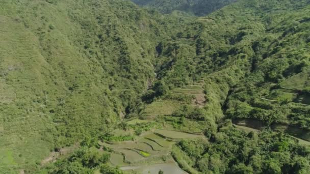 Terraços de arroz nas montanhas. — Vídeo de Stock
