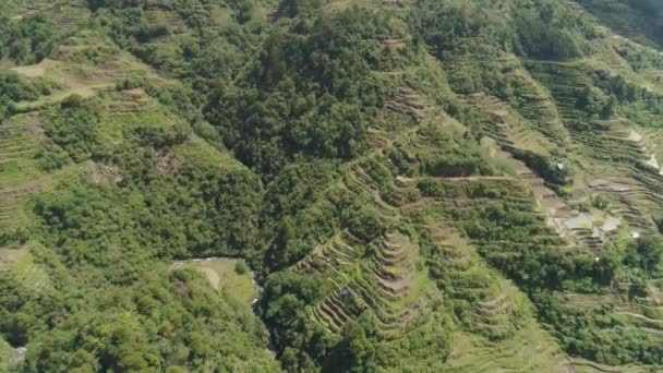 Risterrasser i bergen. Filippinerna, Batad, Banaue. — Stockvideo