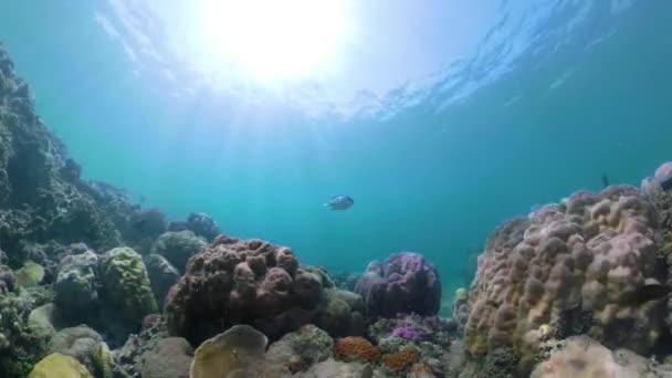 Karang karang dan ikan tropis vr360 — Stok Video