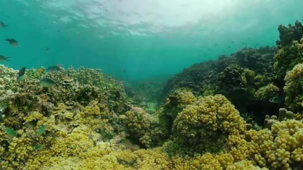산호해 와 열대어 — 비디오