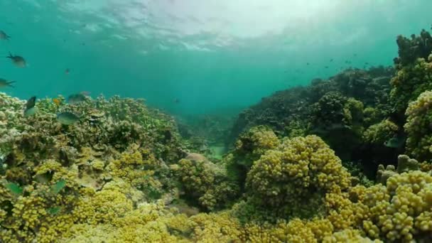 Recifes de coral e peixes tropicais — Vídeo de Stock