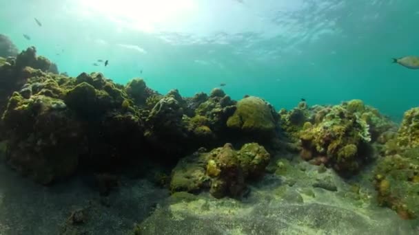 Arrecife de coral y peces tropicales — Vídeo de stock