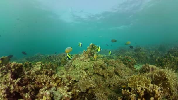 珊瑚礁和热带鱼类 — 图库视频影像