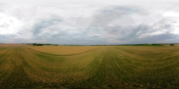 Campo de trigo amarillo VR360 — Vídeo de stock