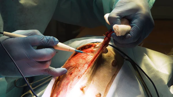 Surgical operation of a dog in a veterinary clinic