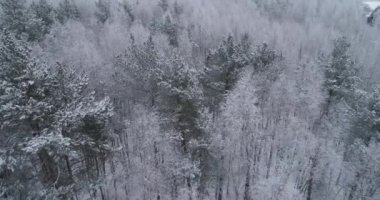 Ormanlı kış manzarası.