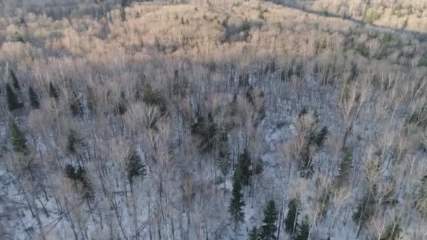 Paysage hivernal avec forêt. — Video