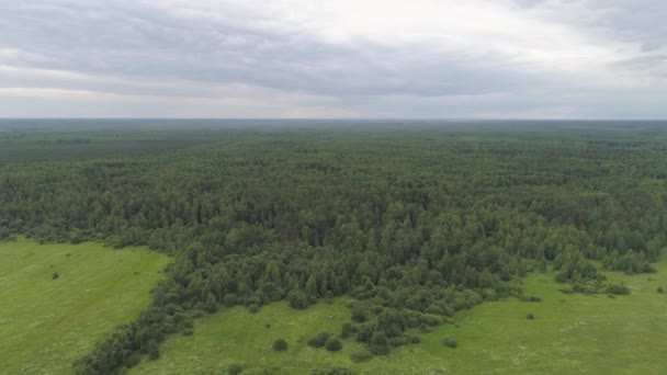 Vlucht over het groene woud. — Stockvideo