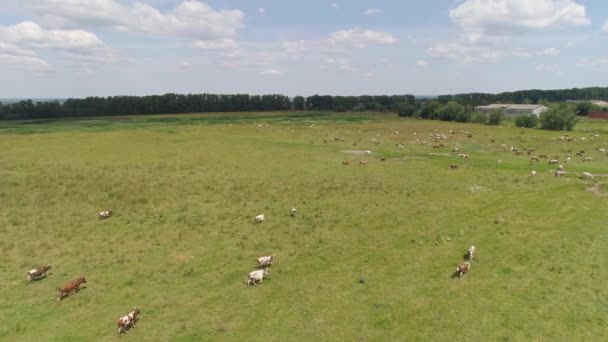 Vacas pastam em pastagens — Vídeo de Stock