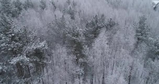 Vinterlandskap med skog. — Stockvideo