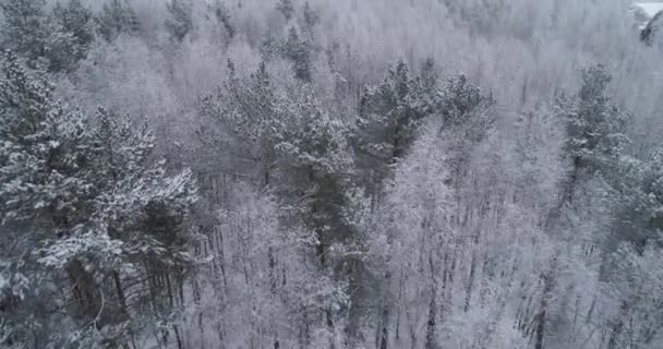 Paysage hivernal avec forêt. — Video