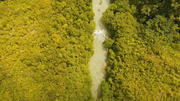 Vista Aerea Fiume Nella Foresta Pluviale Tra Giungla Tropical Loboc — Foto Stock